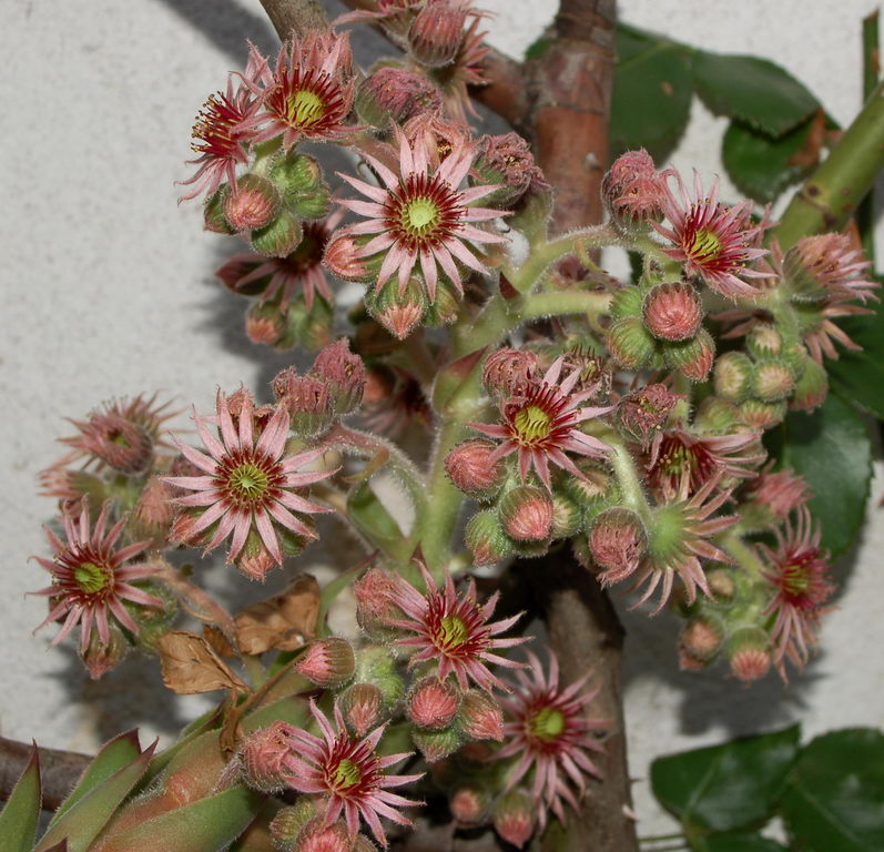 Sempervivum Tectorum